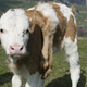 Illustration for article titled Lilli the calf is probably the most adorable six-legged creature youve ever seen